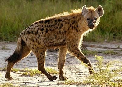 Spotted Hyena in Tanzania